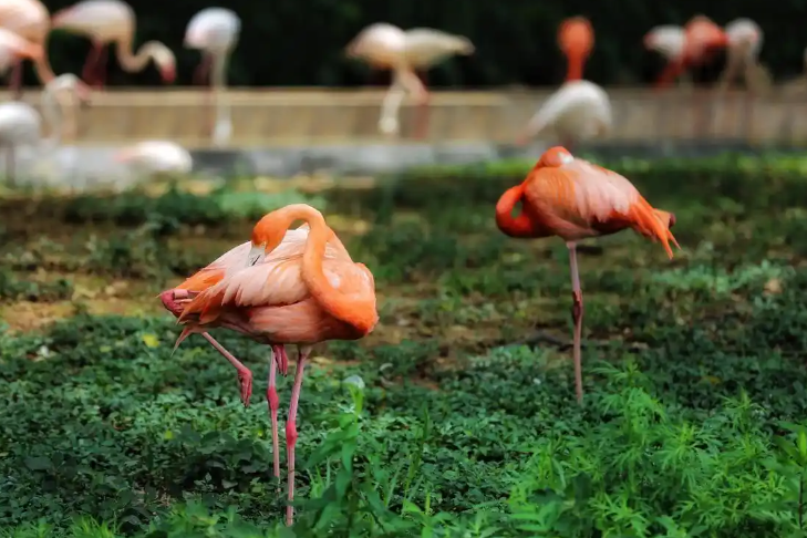 Wild Animal Park
